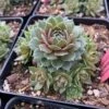 'Commander Hay' Hens & Chicks