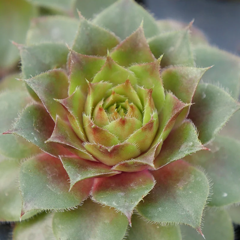 'Red Rubin' Hens & Chicks