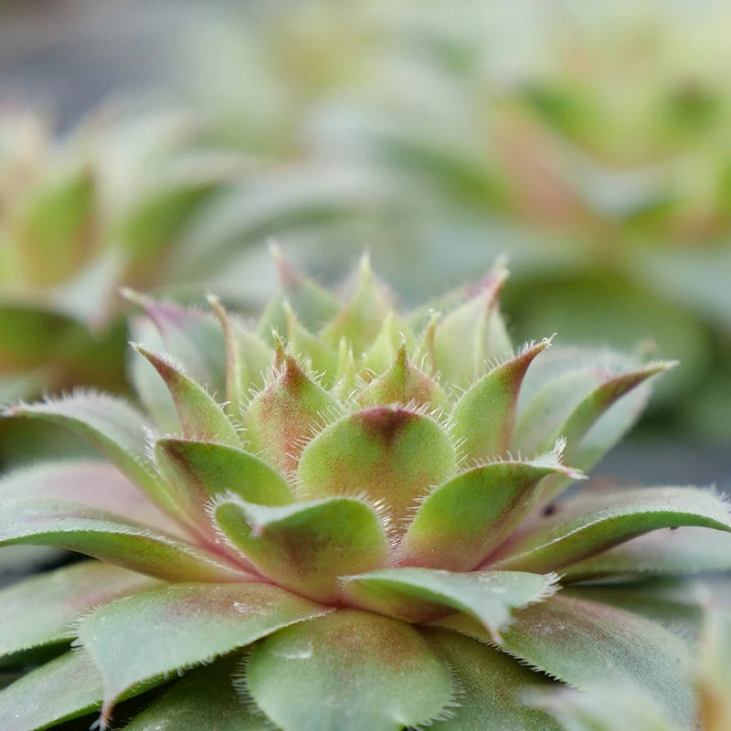 'Red Rubin' Hens & Chicks - Image 2