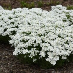 Snowsation™ Evergreen Candytuft (Iberis)