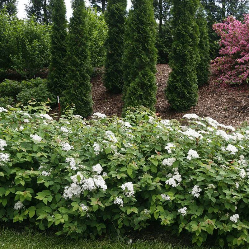 Double Play® Blue Kazoo® Spirea - Image 2