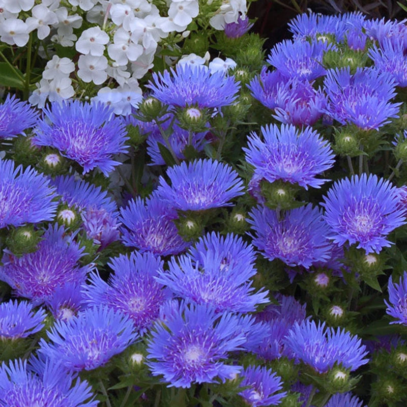 'Peachie's Pick' Stokes' Aster - Image 2
