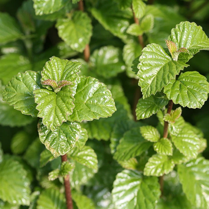 All That Glows® Arrowwood Viburnum - Image 3