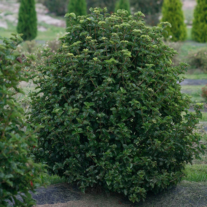 All That Glows® Arrowwood Viburnum - Image 2