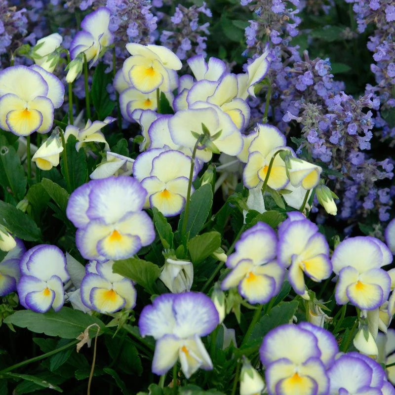 'Etain' Perennial Violet