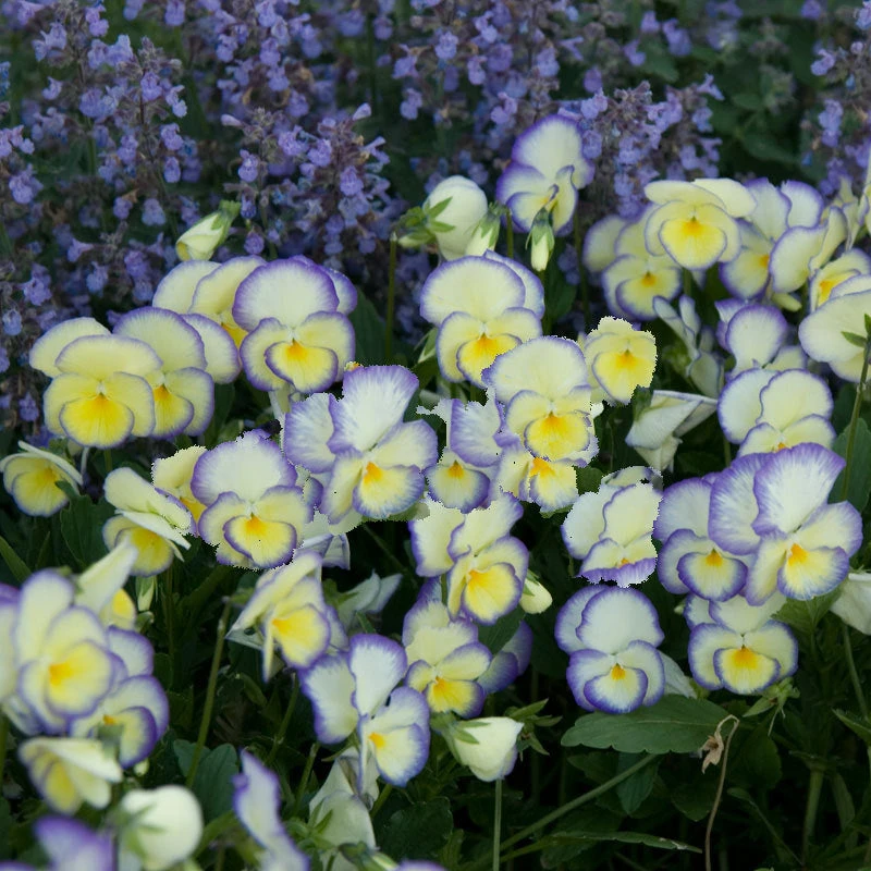 'Etain' Perennial Violet - Image 4